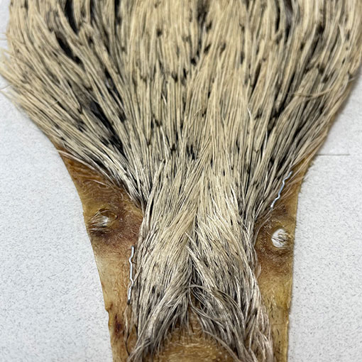 KEOUGH ハックルケープ ＃2 バジャー NO3