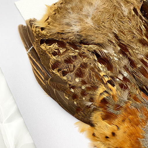 CANALҡХ֡ѡȥåץ꡼ȥ