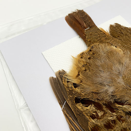 CANALҡХ֡ѡȥåץ꡼ȥ