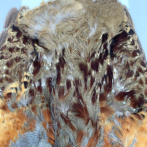 CANALҡХ֡ѡȥåץ꡼ȥ