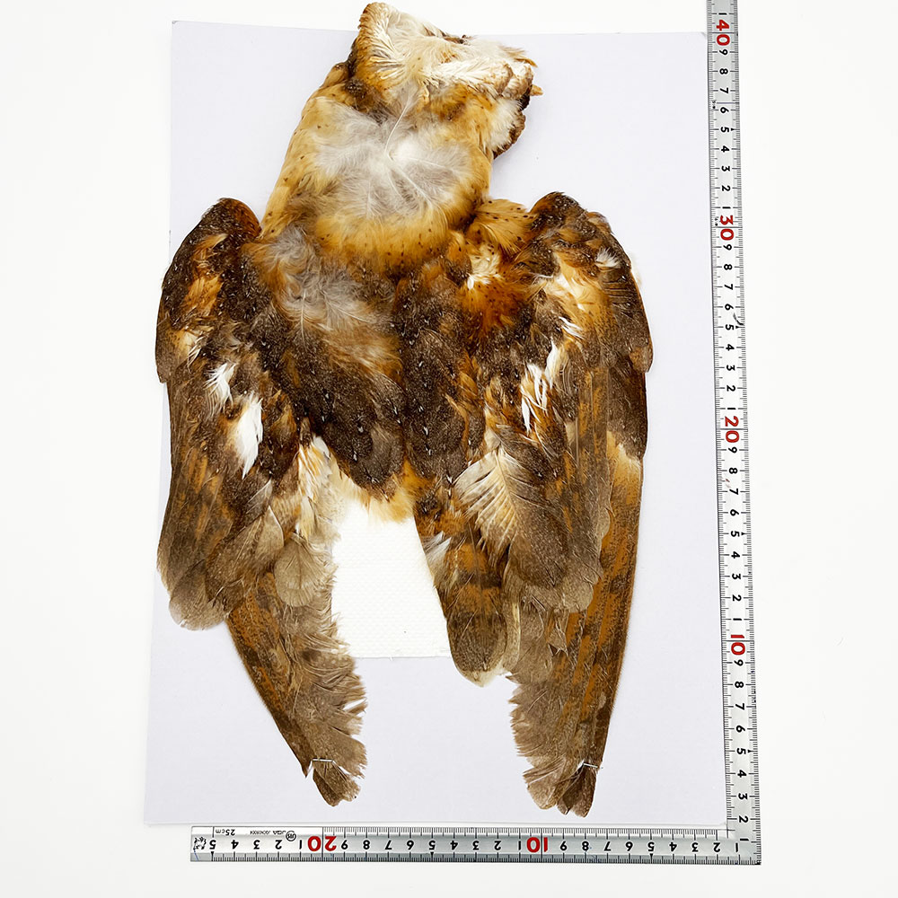 CANAL�� �С��󥢥��륳��ץ꡼�ȥ����� (No.2)