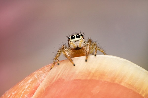 取寄】 (SJ) Mini 85mm F5.6 2X Ultra Macro APO ライカMマウント 交換 