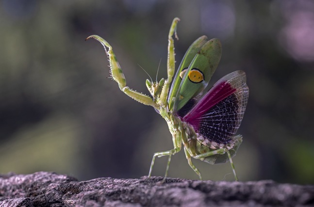 取寄】 (SJ) LAOWA ラオワ 交換レンズLAOWA 65mm F2.8 2× Ultra Macro