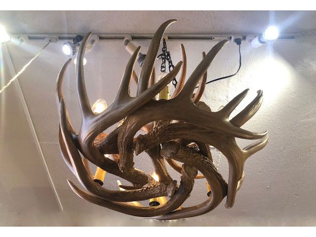 テールアントラー シャンデリア