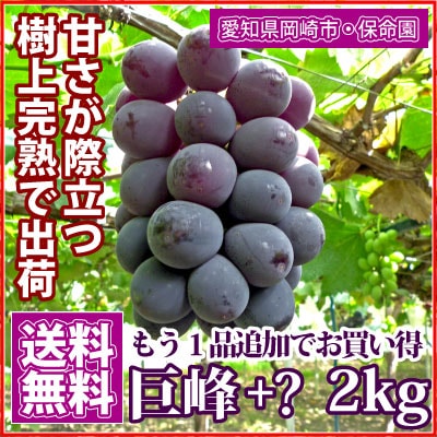 【2022年販売中止】ぶどう - 樹上完熟巨峰＋1品種　合計2kg [愛知] 保命園 <直送>