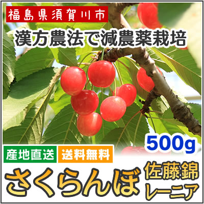 さくらんぼ - 佐藤錦・レーニア バラ詰め500g[福島] ☆漢方の力を使っ