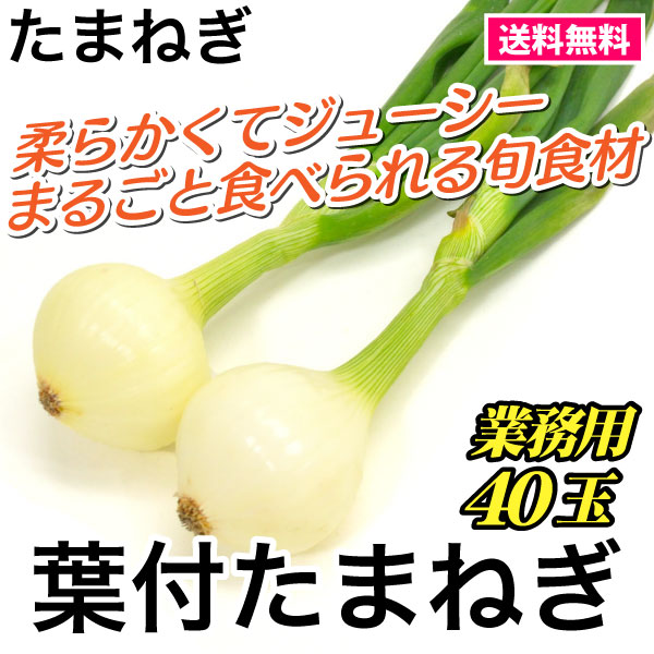 たまねぎ 葉付き玉ねぎ 業務用40玉[長崎]