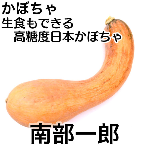 南部一郎 1本 [岩手] 荘園かぼちゃ研究会　/ かぼちゃ
