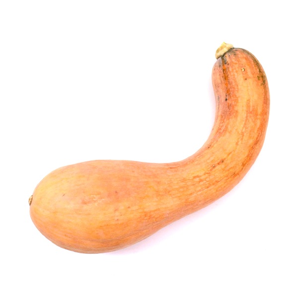 南部一郎 1本 [岩手] 荘園かぼちゃ研究会　/ かぼちゃ