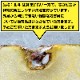 【2025年産 休止】サン北斗 3・5・10kg 贈答用・家庭用[青森]石岡りんご園 / りんご 10月下旬