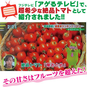 テストページ（本ページからはご注文頂くことは出来ません）