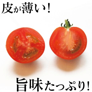 テストページ（本ページからはご注文頂くことは出来ません）