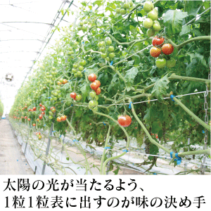 テストページ（本ページからはご注文頂くことは出来ません）