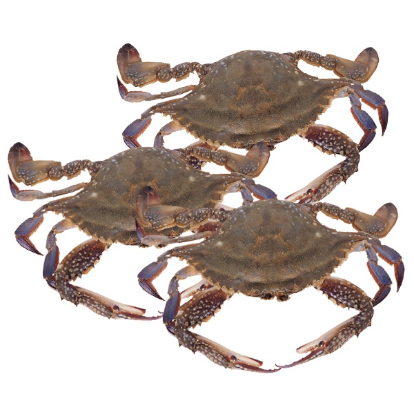 ���� �ݥ��� (���������/1kg)