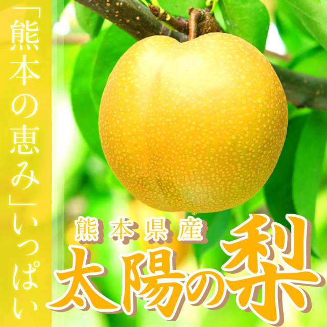 熊本の強い日差しをいっぱいに浴びた【太陽の梨】
