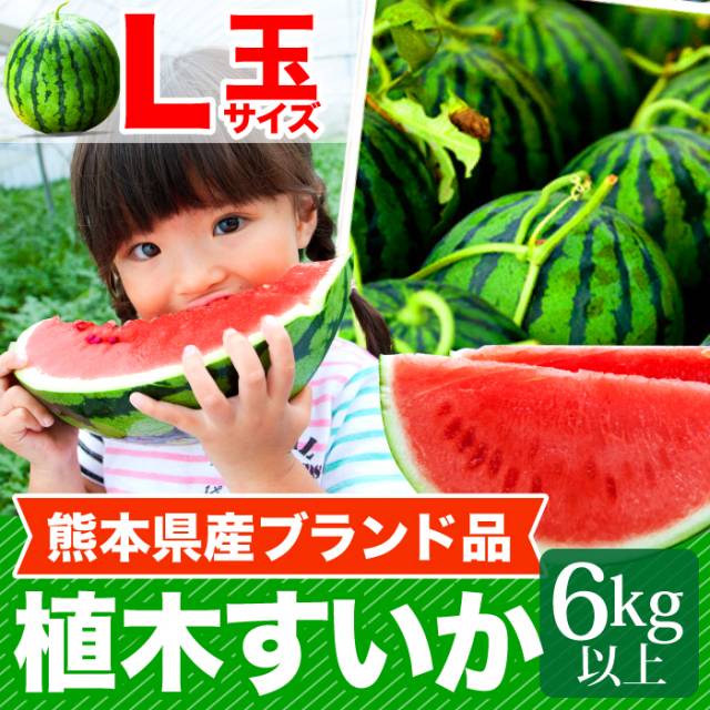 【4/20以降発送】熊本　植木すいかL（6kg以上）