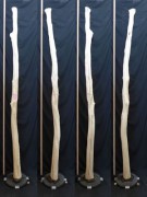【変木】 長さ3m 末口幅90mm 16052756|その他変木|変木・磨き丸太・絞り丸太