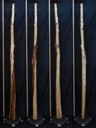 【変木】 榁（ムロ） 長さ2.9m 末口幅60mm 16060357|榁(ムロ)|変木・磨き丸太・絞り丸太
