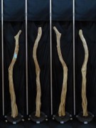 【変木】 長さ2.1m 末口幅70mm 16060956|その他変木|変木・磨き丸太・絞り丸太