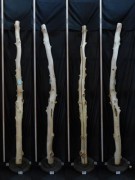 【変木】 長さ2.4m 末口幅78mm 16060959