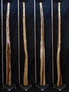 【変木】 榁（ムロ） 長さ2.9m 末口幅67mm 16060361