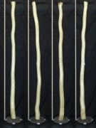 【変木】 モミジ 長さ3m 末口幅105mm 16031955|楓(カエデ)|変木・磨き丸太・絞り丸太