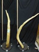【変木】 長さ1.4m 末口幅45mm 16110856|その他変木|変木・磨き丸太・絞り丸太