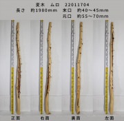 変木 榁(ムロ) 長さ約1980mm 末口幅Φ40~45mm 元口幅Φ55〜70mm 22011704