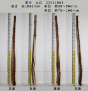 変木 榁(ムロ) 長さ約1980mm 末口幅Φ30~50mm 元口幅Φ70〜100mm 22011901|榁(ムロ)|変木・磨き丸太・絞り丸太