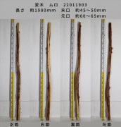 変木 榁(ムロ) 長さ約1980mm 末口幅Φ45~50mm 元口幅Φ60〜65mm 22011903