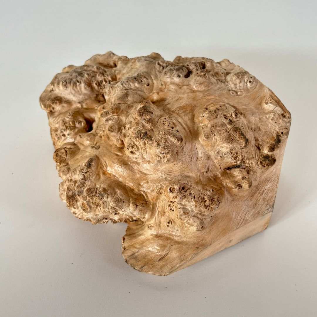 木の瘤(こぶ) 樺の木 高さ約8cm 幅約18cm 2024102301｜木の瘤
