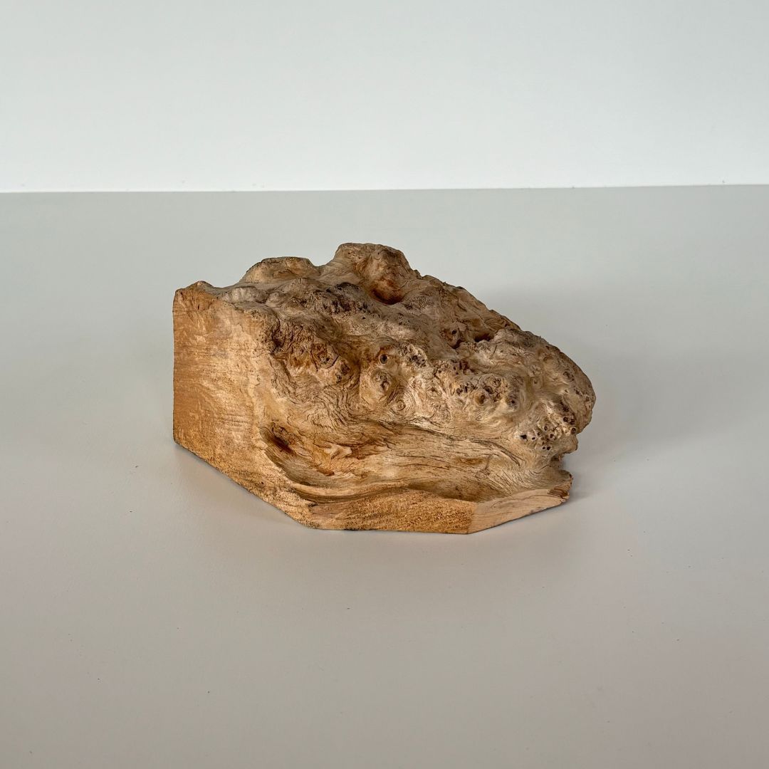 白樺の木のこぶ backend=imagemagick;version=1;