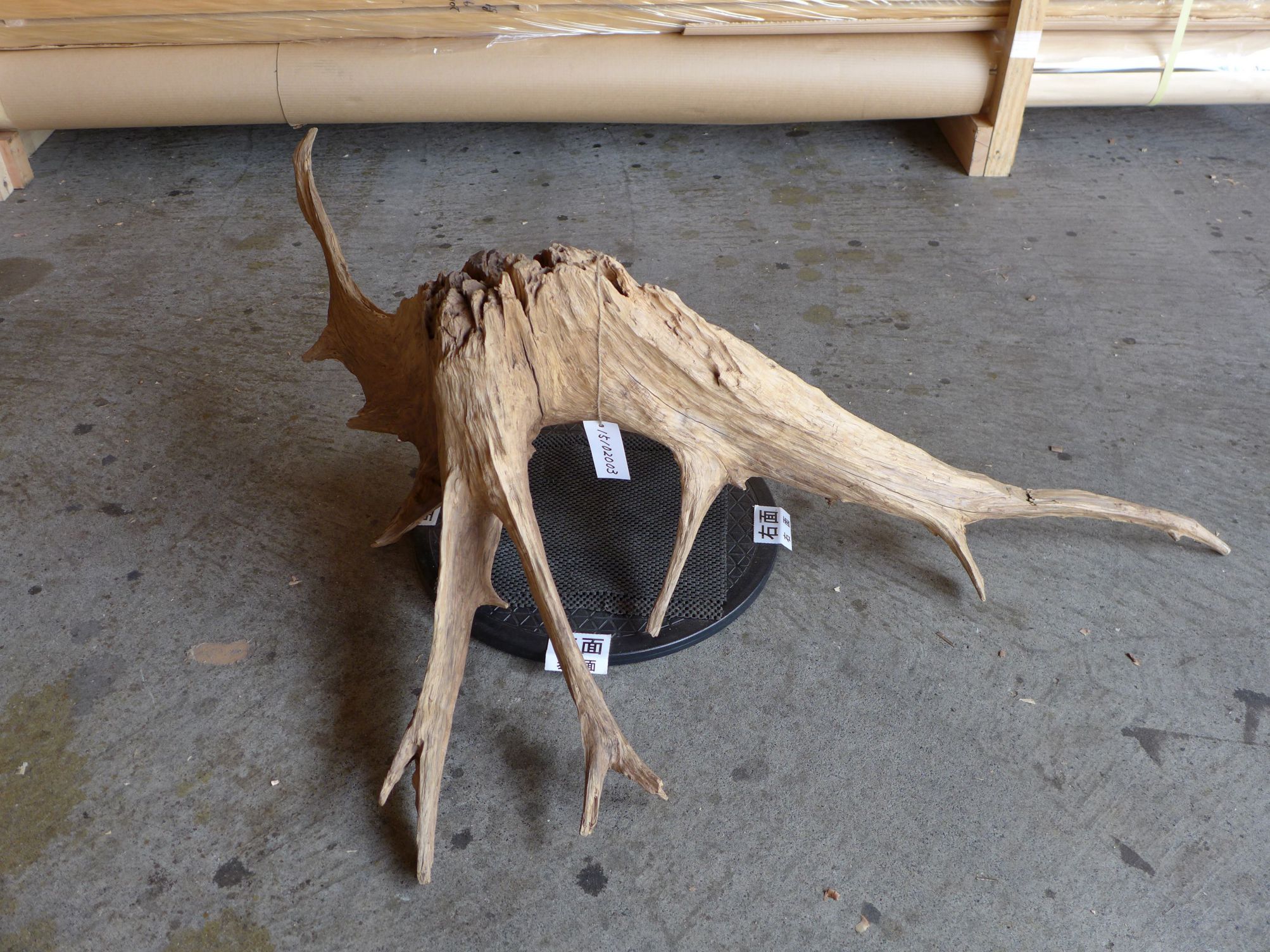 流木 インテリア オブジェ 37×85×122cm 15102003|流木 流木 インテリア オブジェ 37×85×122cm 15102003|流木