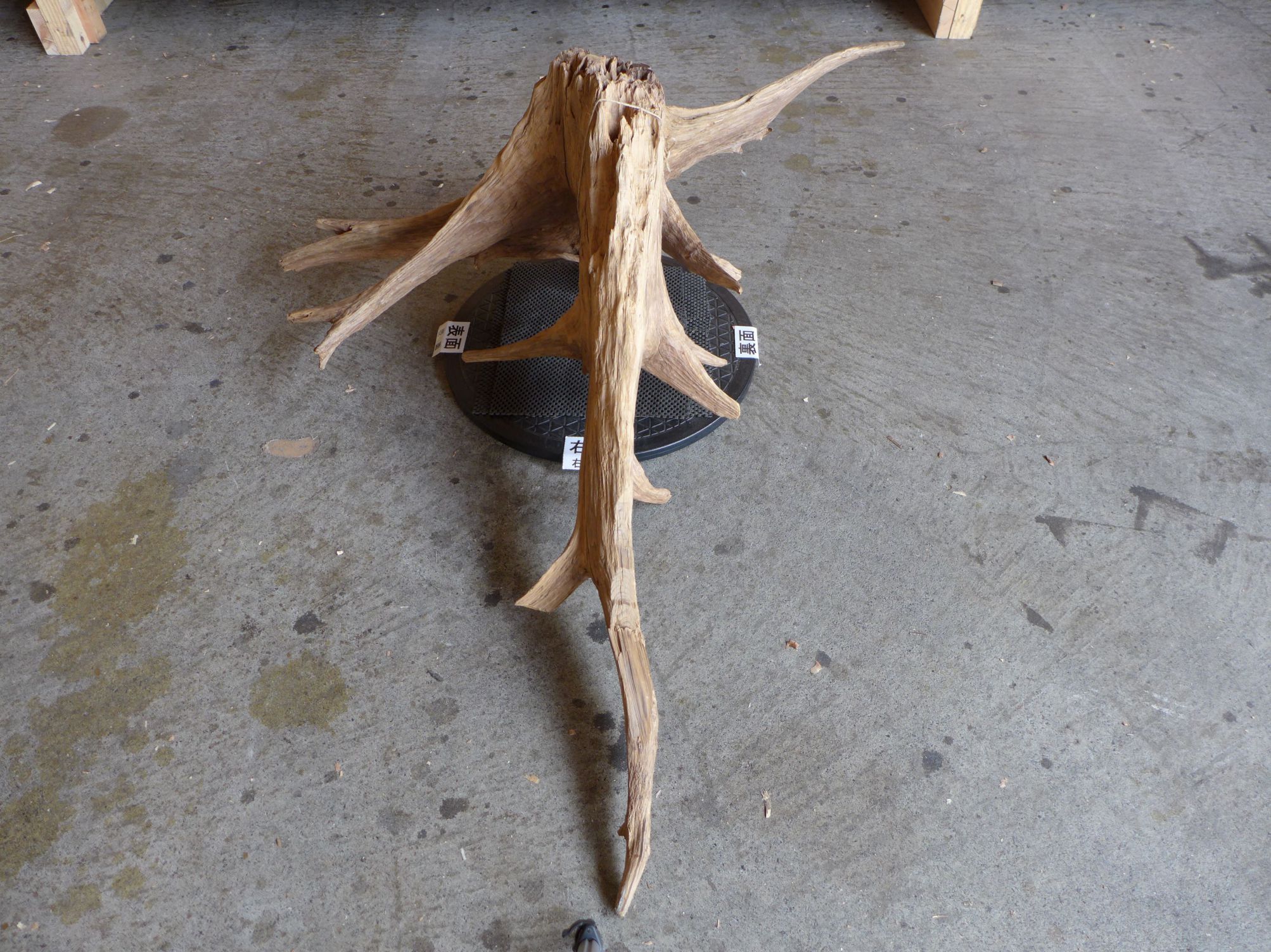 木の根のオブジェ 縦100cm位、横幅160cm位、奥行35cm位 無垢 流木 木の根のオブジェ 縦100cm位、横幅160cm位、奥行35cm位 無垢