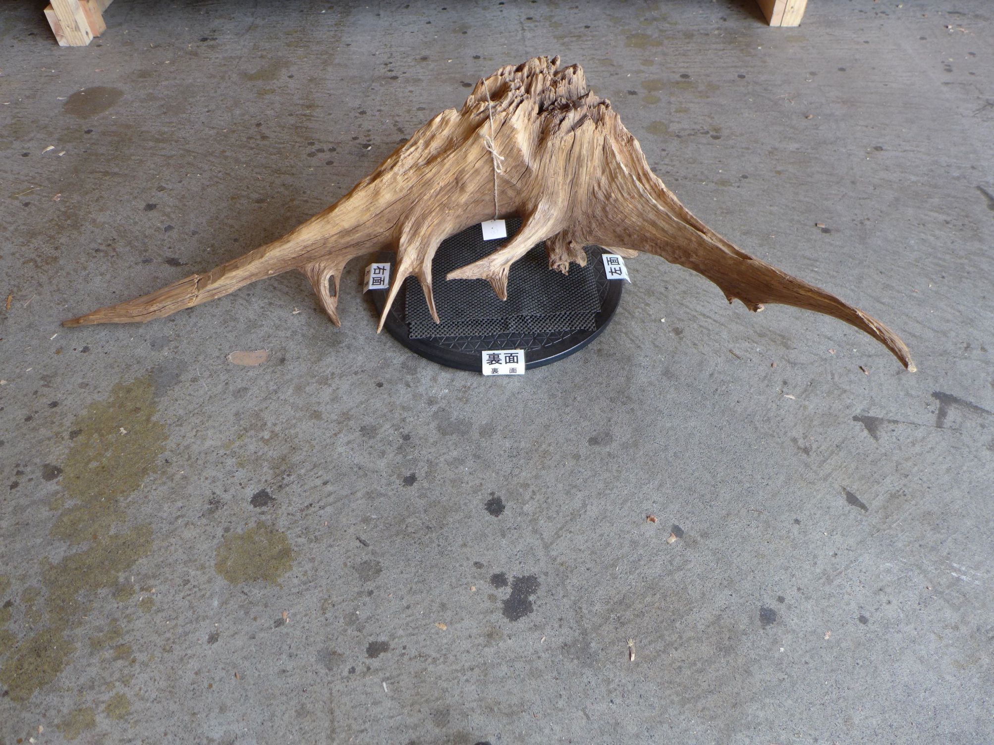 流木　漆塗り　1点もの　横幅1.014㎜　高さ1.027㎜　奥行900㎜ 流木 漆塗り 1点もの 横幅1.014㎜ 高さ1.027㎜ 奥行900㎜