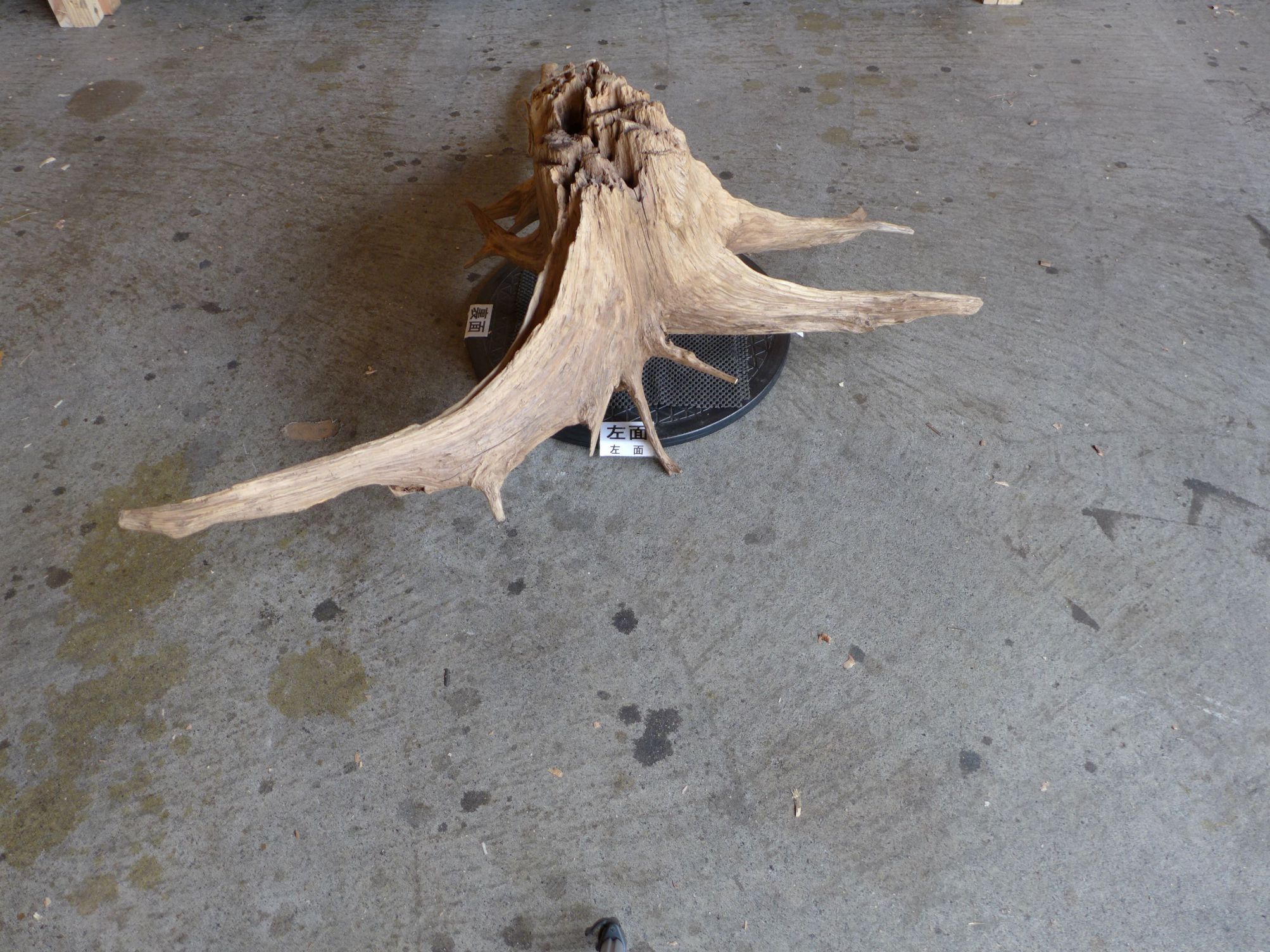 流木 インテリア オブジェ 37×85×122cm 15102003｜流木 インテリア