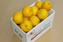 和歌山県有田産 ゆず（柚子）　（1.8kg入り）