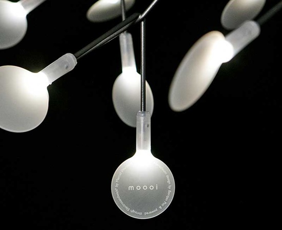 moooi】ヘラクレウム2S｜可憐な花びら｜ラグジュアリー｜洗練された