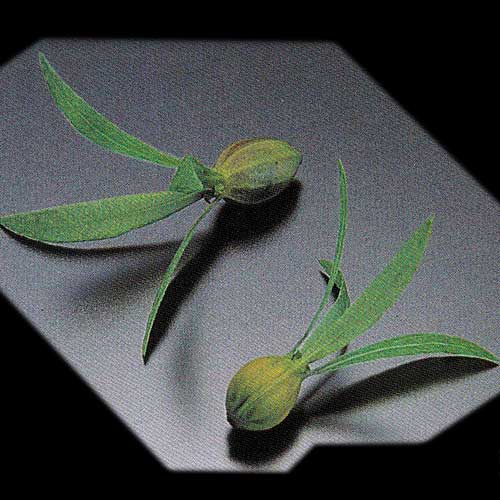 つくばねの実320個 つくばねの実320個 つくばね