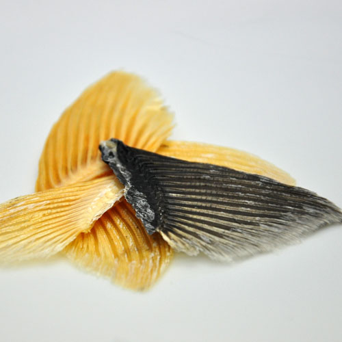 �դ��ΤҤ졦�Ҥ���