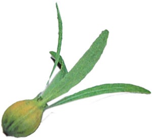 ĤФ