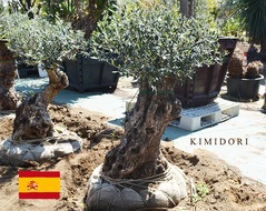 ���꡼��  I  ��120cm ���ڥ��� ľ͢ ���� ���� ���� �Ͽ��� ���� ���� ���ز�ǽ ���� ���� ����ܥ�ĥ꡼ ���� �����ǥ˥� ���м� �¼��� �衼���å� ���� ���� ���� �� �����ǥ� �ץ������� �緿 Ź�� ͢�� �¤��ʤ��� ���꡼�֤��� �� ���� �ʼ� �������ƥꥢ ����