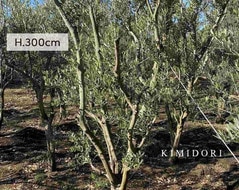 国産 オリーブ オリーブの木 約3m 植木 シンボルツリー 鉢植え 目隠し