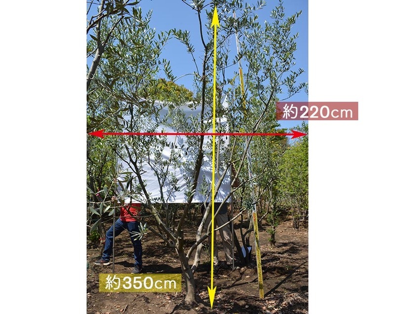 【引取限定】オリーブの木　低木仕上 楽天市場】オリーブの木 2m（植木｜ガーデニング・農業）：花
