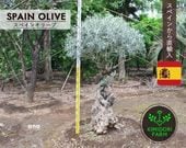 ���ڥ��󥪥꡼�� ���� ANA ����ܥ�ĥ꡼ ���꡼�֤��� ��180cm ���� �ܱ��� �����ǥ˥� �������ƥꥢ ��� ������ ��ǰ�� ���Ť��� ���� ���åɥǥå�