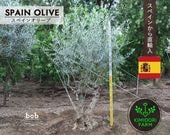 ���ڥ��󥪥꡼�� ���� BOB ����ܥ�ĥ꡼ ���꡼�֤��� ��220cm ���� �ܱ��� �����ǥ˥� �������ƥꥢ ��� ������ ��ǰ�� ���Ť��� ���� ���åɥǥå�