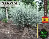 ���ڥ��󥪥꡼�� ���� CORY ����ܥ�ĥ꡼ ���꡼�֤��� ��200cm ���ڥ��� ľ͢ ���� ���� �Ͽ��� ���� ���� ����ʪ �� ���ز�ǽ ���� ���� ���� ���� �����ǥ˥� ���꡼�֤��� ���꡼�֤μ� ���� ��ǰ�� � �ץ������� �������ƥꥢ ���� ���� ���ʼ�