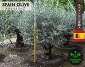 ���ڥ��󥪥꡼�� ���� DORY ����ܥ�ĥ꡼ ���꡼�֤��� ��180cm ���ڥ��� ľ͢ ���� ���� �Ͽ��� ���� ���� ����ʪ �� ���ز�ǽ ���� ���� ���� ���� �����ǥ˥� ���꡼�֤��� ���꡼�֤μ� ���� ��ǰ�� � �ץ������� �������ƥꥢ ���� ���� ���ʼ�