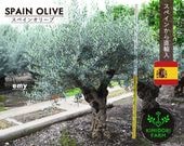 ���ڥ��󥪥꡼�� ���� EMY ����ܥ�ĥ꡼ ���꡼�֤��� ��220cm ���ڥ��� ľ͢ ���� ���� �Ͽ��� ���� ���� ����ʪ �� ���ز�ǽ ���� ���� ���� ���� �����ǥ˥� ���꡼�֤��� ���꡼�֤μ� ���� ��ǰ�� � �ץ������� �������ƥꥢ ���� ���� ���ʼ�