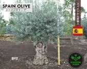 ���ڥ��󥪥꡼�� ���� GUY ����ܥ�ĥ꡼ ���꡼�֤��� ��200cm ľ͢ ���� ���� �Ͽ��� ���� ���� ����ʪ �� ���ز�ǽ ���� ���� ���� ���� �����ǥ˥� ���꡼�֤μ� ���� ��ǰ�� � �ץ������� �������ƥꥢ ���� ���� ���ʼ�